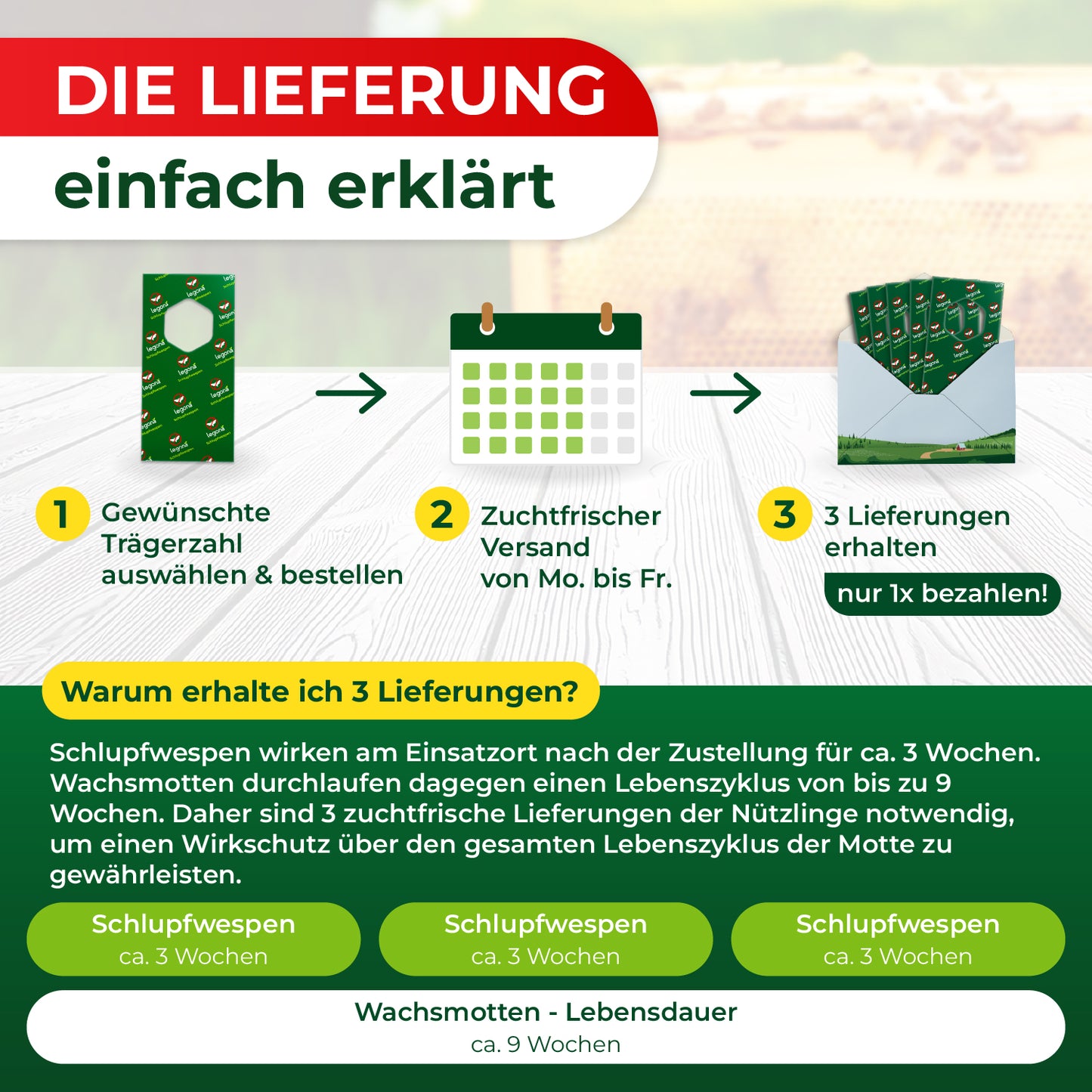 Grafik erklärt in drei Schritten die Lieferung von Schlupfwespen mit Symbolen für Bestellung, Versandkalender und drei Lieferkartons, darunter Text zur Wirkungsdauer und Lebenszyklen von Schlupfwespen und Wachsmotten.