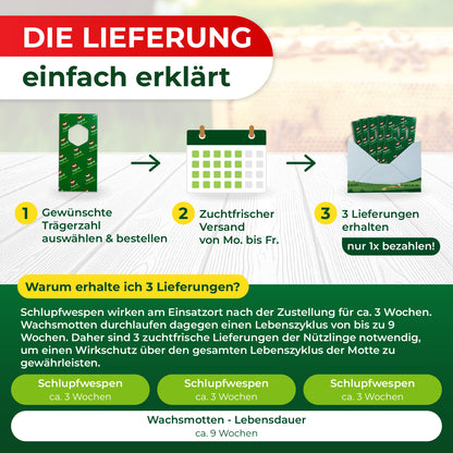 Grafik erklärt in drei Schritten die Lieferung von Schlupfwespen mit Symbolen für Bestellung, Versandkalender und drei Lieferkartons, darunter Text zur Wirkungsdauer und Lebenszyklen von Schlupfwespen und Wachsmotten.