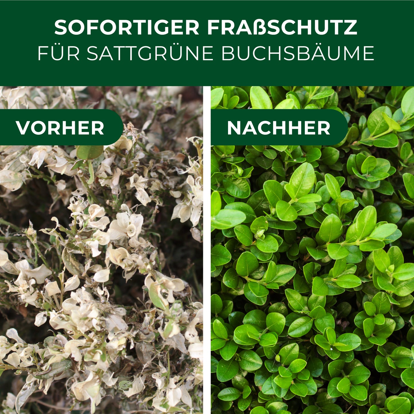 Links vertrocknete und braune Buchsbaumblätter mit dem Schriftzug 'VORHER', rechts gesunde, sattgrüne Buchsbaumblätter mit dem Schriftzug 'NACHHER'