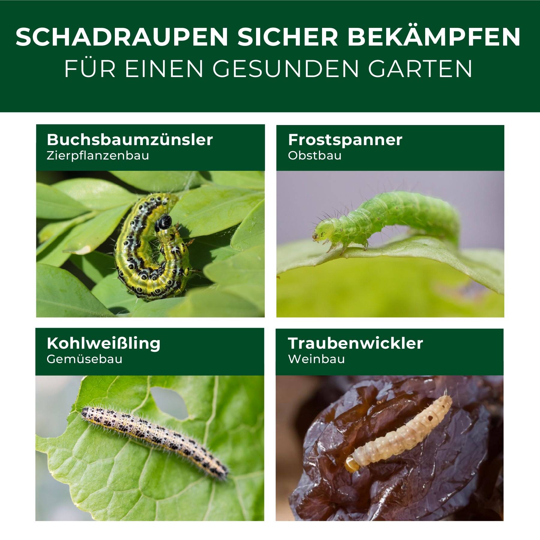 Vier Nahaufnahmen verschiedener Raupenarten auf Blättern, jeweils mit grünem Titelbanner und Text zu Raupenart und jeweiligem Anwendungsbereich