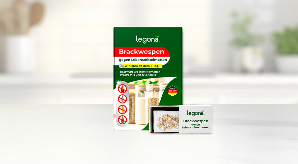 Packung und Schachtel des Produkts Legona Brackwespen gegen Lebensmittelmotten' auf hellem Untergrund