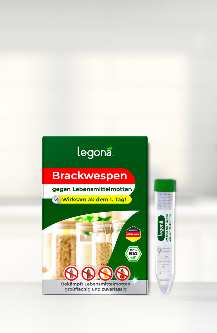 Verpackung des Produkts Brackwespen von Legona, zeigt eine grüne Box mit transparentem Behälter und sichtbaren Brackwespen. Text: 'Wirksam ab dem 1. Tag!'. Bio-Siegel sichtbar.