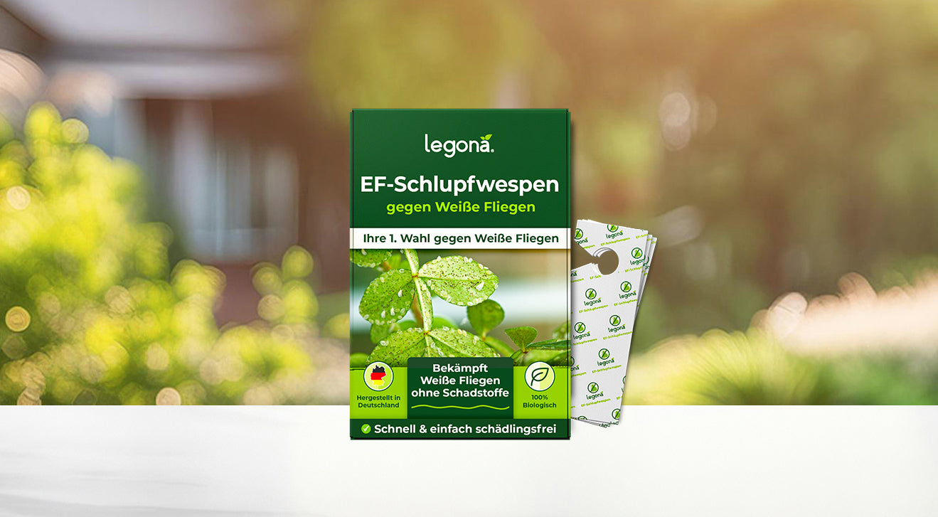 Legona EF-Schlupfwespen gegen Weiße Fliegen, Titelbild zeigt grüne Blätter und zwei Karten neben der Packung