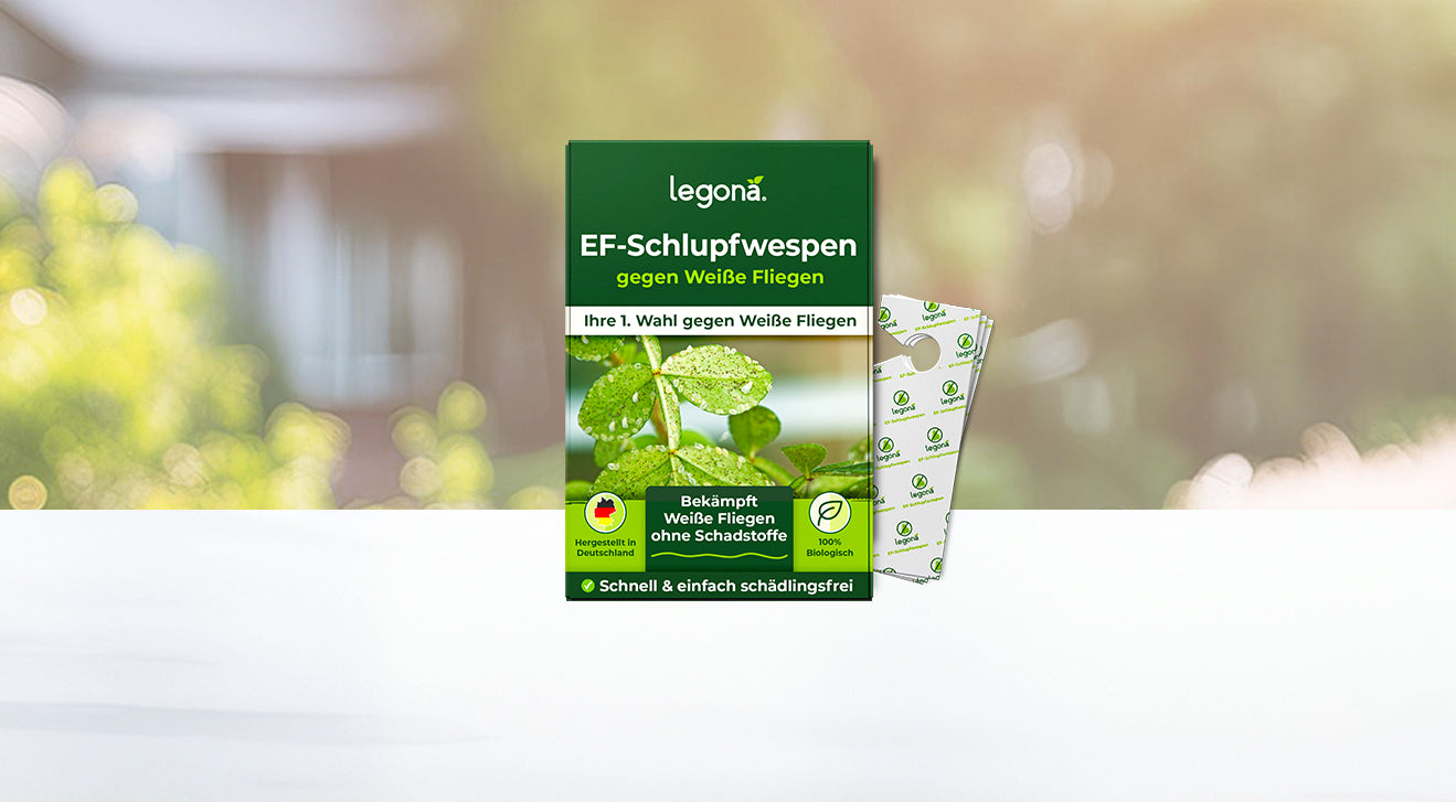 Grüne Verpackung von Legona EF-Schlupfwespen gegen Weiße Fliegen mit Text 'Ihre 1. Wahl gegen Weiße Fliegen'.