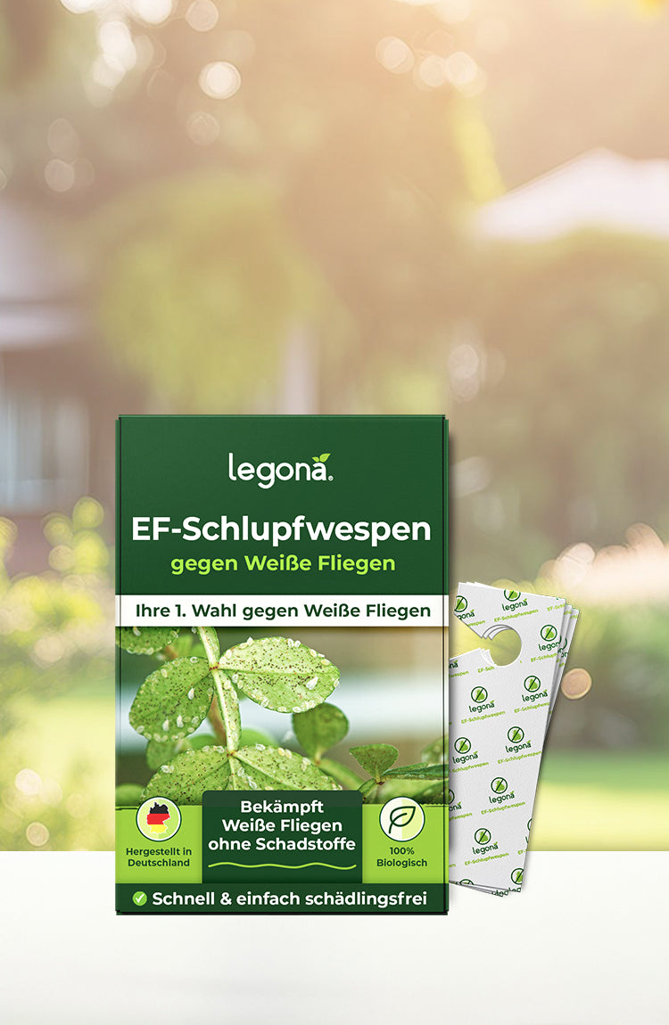 Legona EF-Schlupfwespen gegen Weiße Fliegen mit Pflanze im Hintergrund, Hinweis auf biologische Schädlingsbekämpfung ohne Schadstoffe