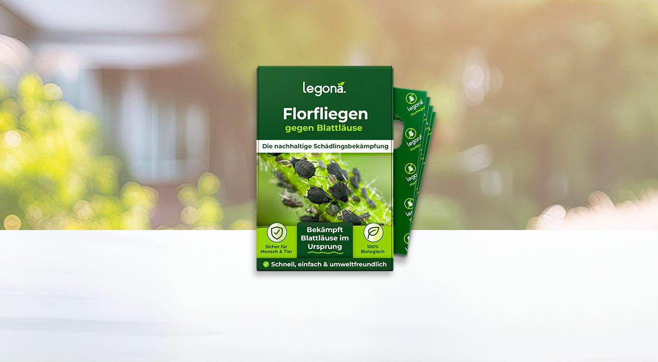 Legona Florfliegen gegen Blattläuse, Titelbanner, Nachhaltige Schädlingsbekämpfung