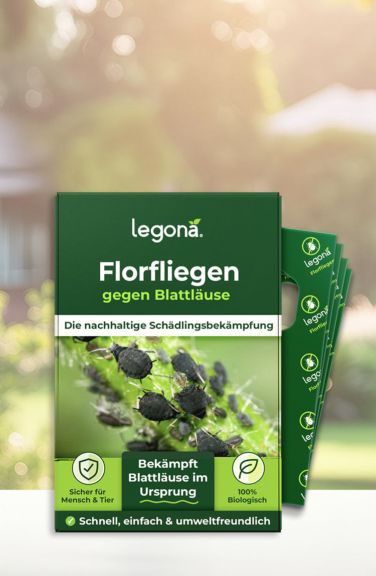 Legona Florfliegen gegen Blattläuse zur nachhaltigen Schädlingsbekämpfung, zeigt Blattläuse auf Pflanze, 100% biologisch, sicher für Mensch und Tier