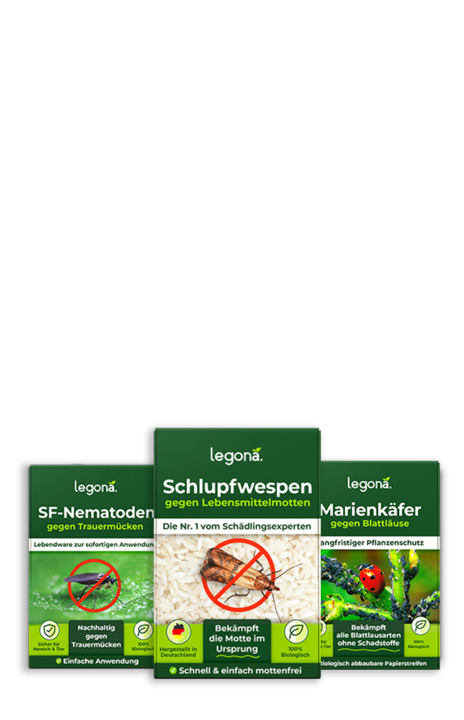 Legona SF-Nematoden gegen Trauermücken, Schlupfwespen gegen Lebensmittelmotten und Marienkäfer gegen Blattläuse