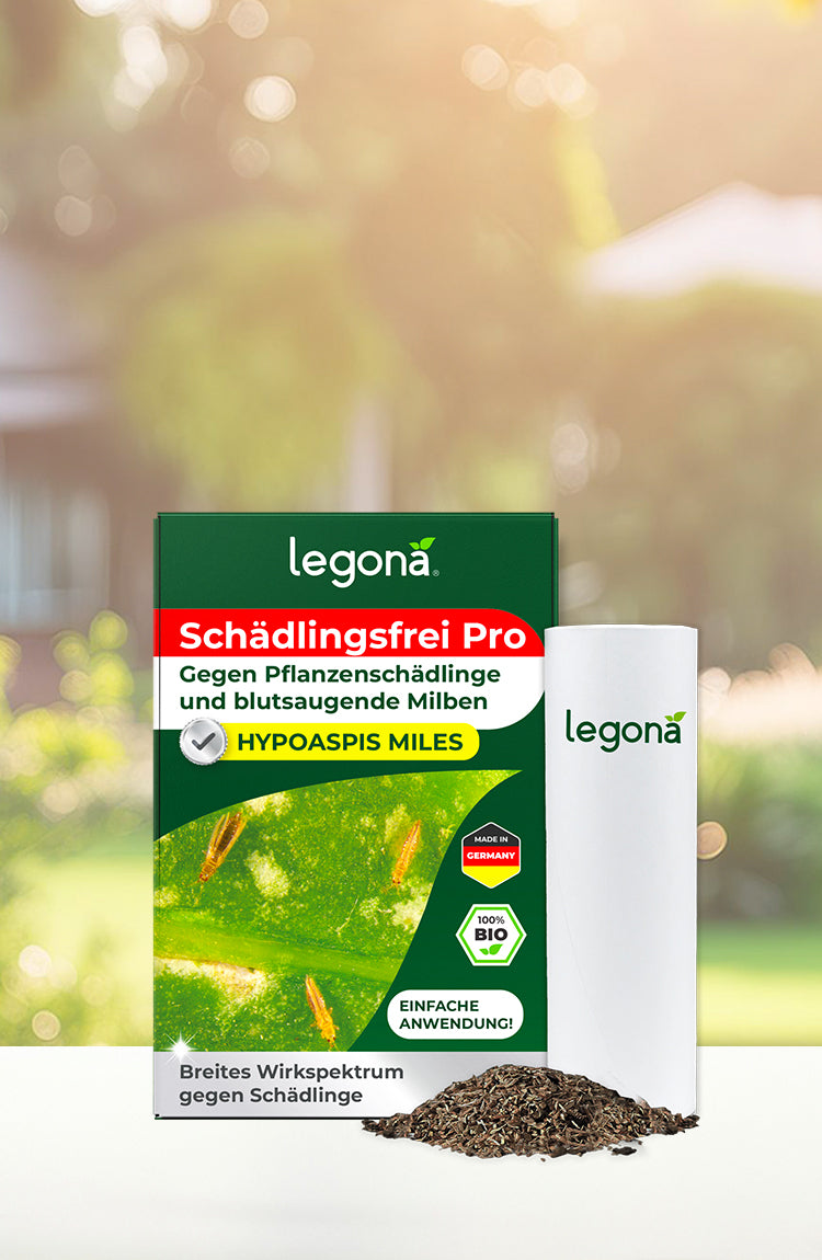 Verpackung und Behälter des Produkts 'Legona Hypoaspis Miles (Raubmilben)' vor unscharfem Gartenhintergrund, daneben ein Haufen dunkles Granulat