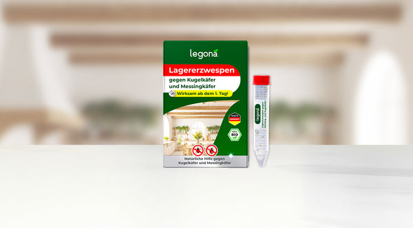 Verpackung und Versandröhrchen des Produkts "Legona Lagererzwespen" gegen Kugel- und Messingkäfer vor unscharfem Küchen-Hintergrund