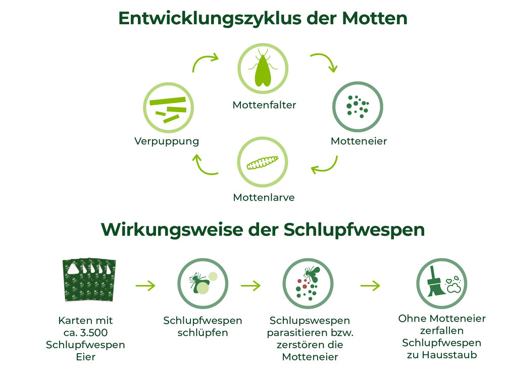 Entwicklungszyklus der Motten mit Mottenfalter, Motteneier, Mottenlarve und Verpuppung. Wirkungsweise der Schlupfwespen mit Karten, Schlupfwespen schlüpfen, parasitieren Motteneier, Schlupfwespen zerfallen ohne Motteneier zu Hausstaub.