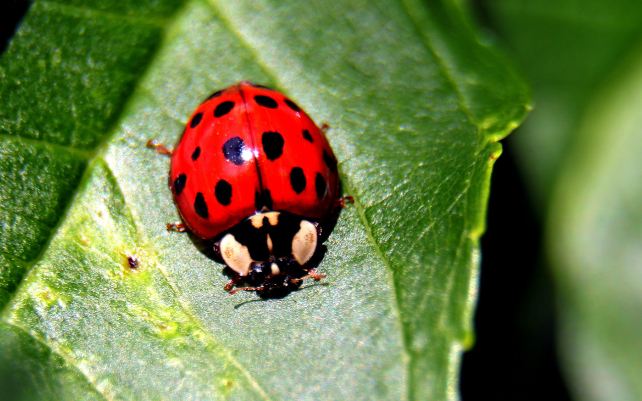 Roter Marienkäfer mit schwarzen Punkten auf grünem Blatt