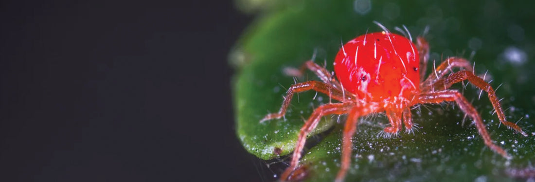 Rote Raubmilbe mit acht Beinen auf einem grünen Blatt