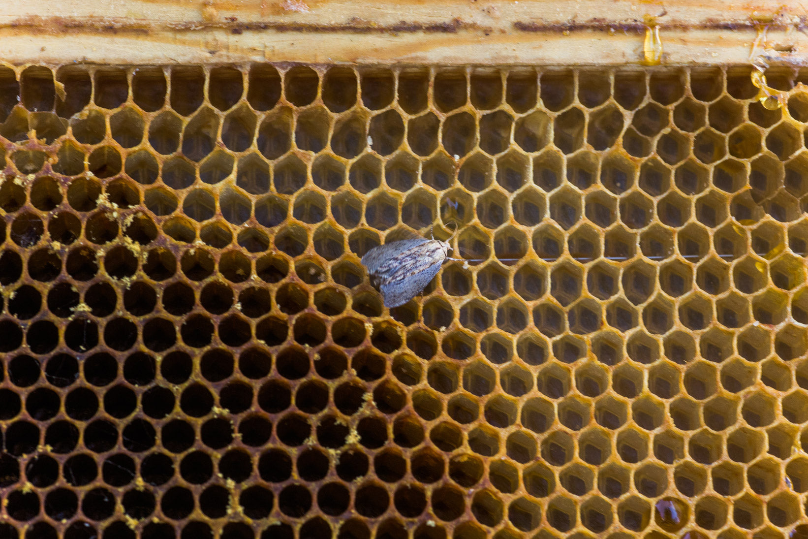Bienenwabe mit sechseckigen Zellen und einer einzelnen Motte in der Mitte