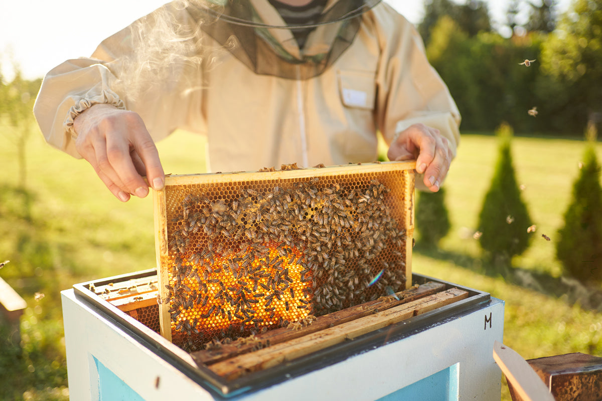 Imker hebt einen mit Bienen besetzten Wabenrahmen aus einem Bienenstock im Freien