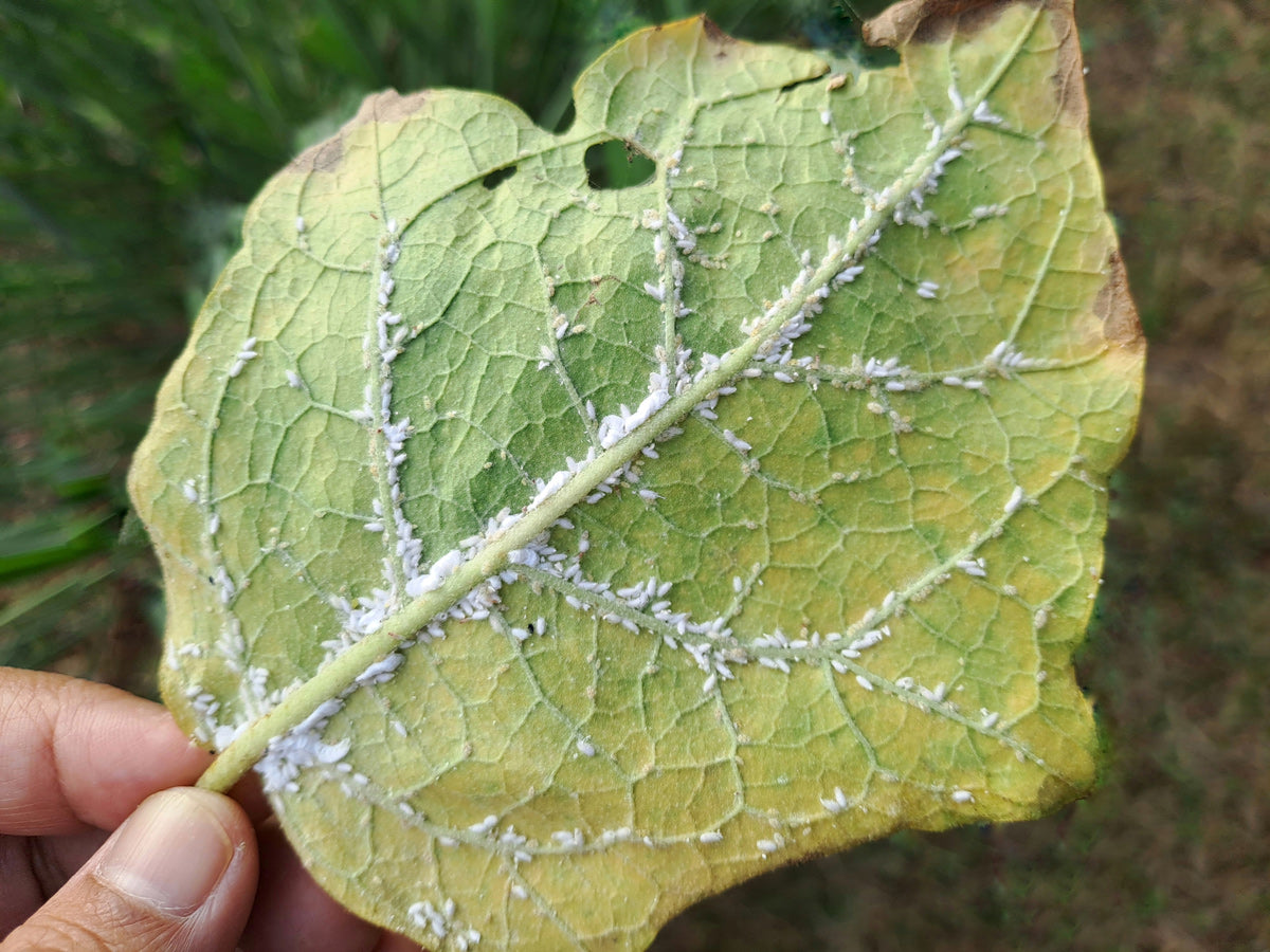 Gelbliches Blatt mit weißen Blattläusen auf der Blattunterseite, gehalten von einer Hand