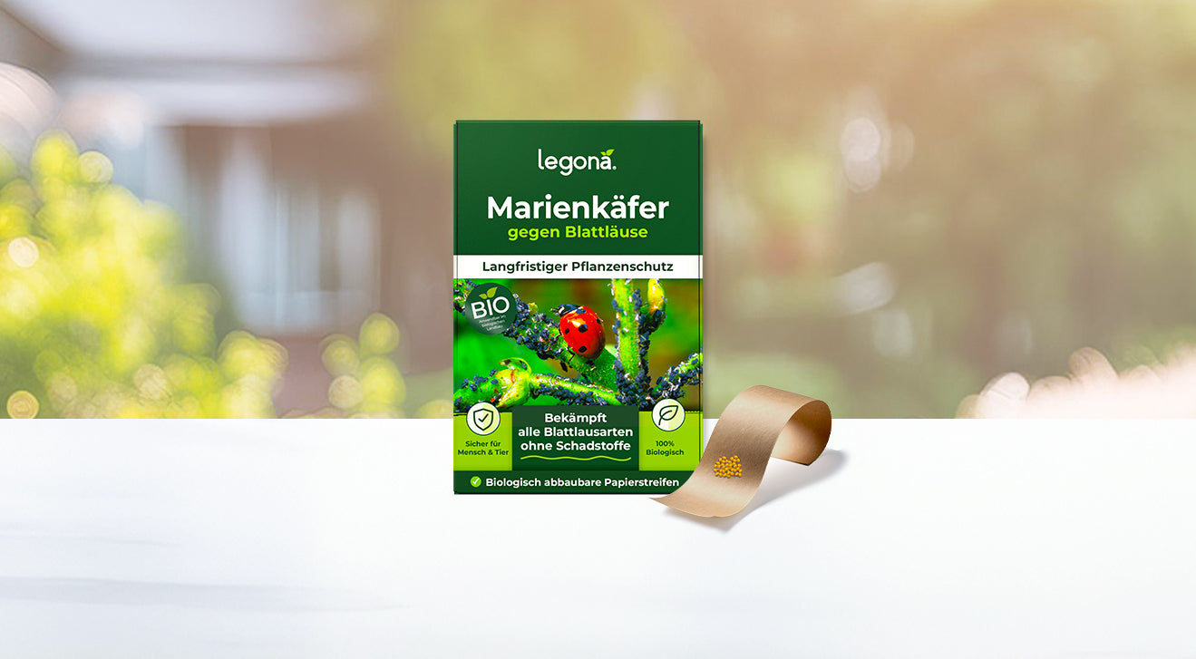 Legona Marienkäfer gegen Blattläuse mit biologisch abbaubaren Papierstreifen und ohne Schadstoffe