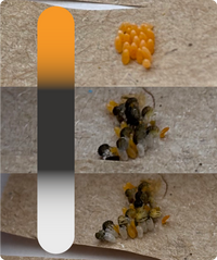Drei Phasen der Marienkäferentwicklung: orangefarbene Eier, schwarze Larven mit orangefarbenen Teilen, und sich entwickelnde Larven mit helleren Körpern auf braunem Untergrund