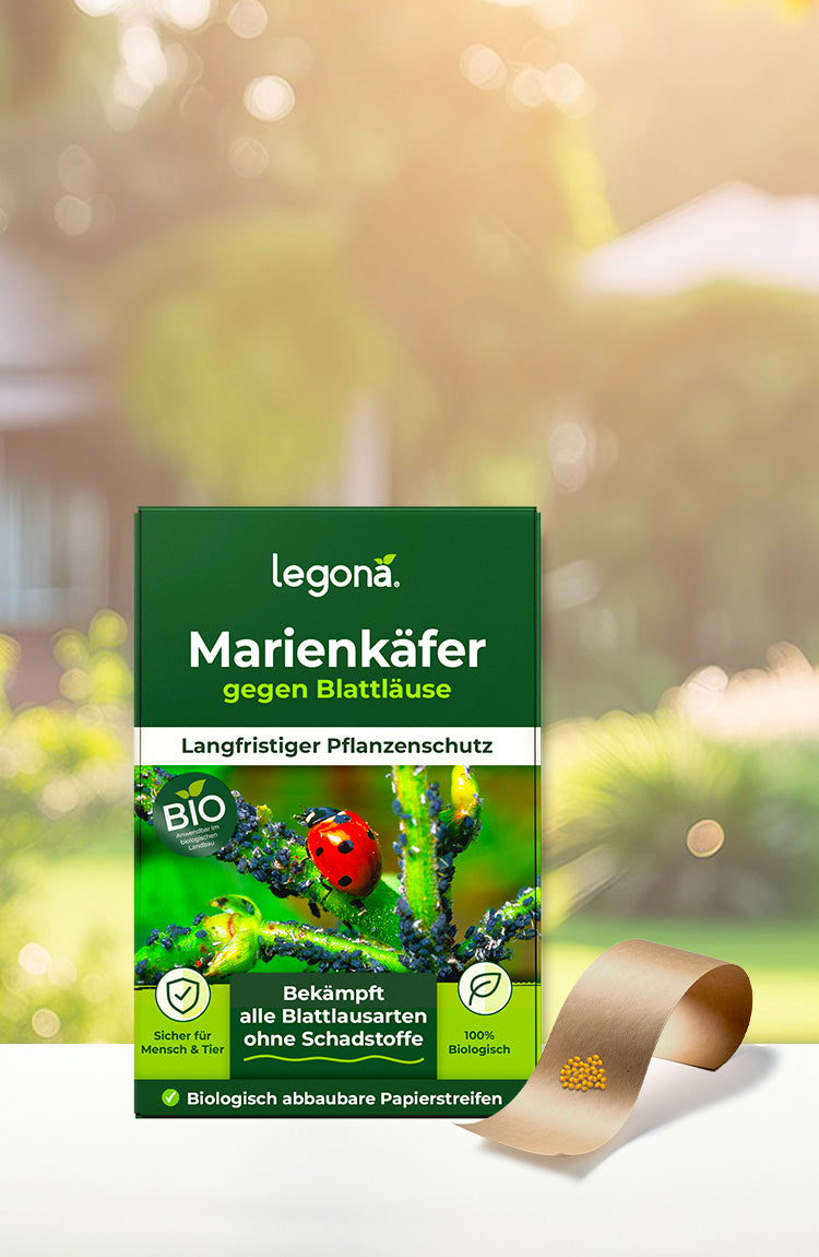 Legona Marienkäfer gegen Blattläuse mit Bild eines Marienkäfers auf einem Blatt und biologisch abbaubaren Papierstreifen mit gelben Eiern