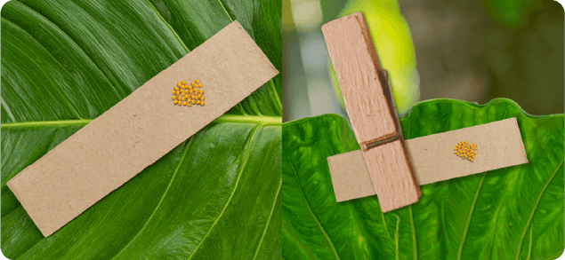 Zwei Nahaufnahmen von grünen Blättern mit kleinen braunen Papierstreifen, auf denen gelbe Marienkäferlarven liegen; einer der Papierstreifen ist mit einer Holzklammer an einem Blatt befestigt.