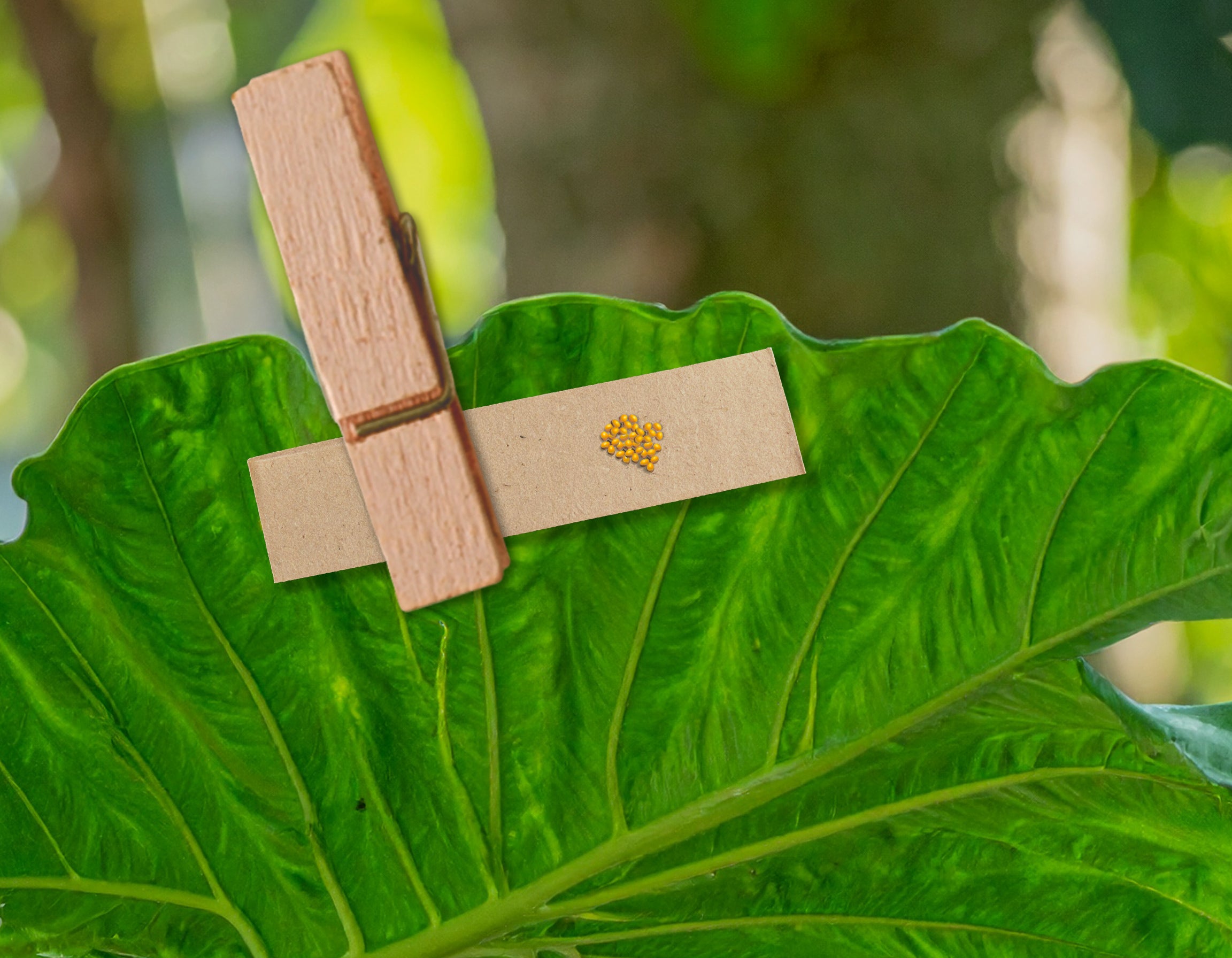 Grünes Blatt mit einem Papierstreifen, der mit einer Holzklammer befestigt ist, darauf kleine gelbe Marienkäfereier