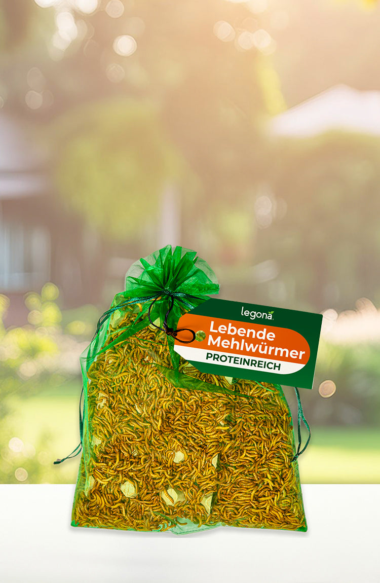 Grüner Netzbeutel mit lebenden Mehlwürmern und grün-orangefarbenem Etikett mit der Aufschrift 'Lebende Mehlwürmer proteinreich' vor unscharfem Gartenhintergrund