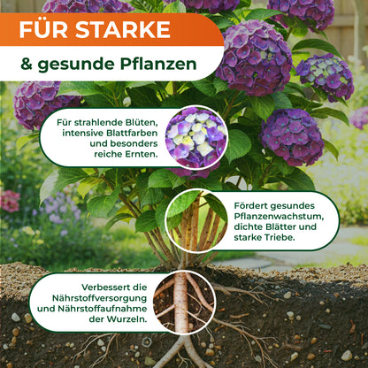Blühende Hortensienpflanze mit drei Textfeldern zu Blüten, Blättern und Wurzeln vor unscharfem Hintergrund