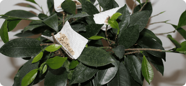Grüner Zweig mit großen, glänzenden Blättern und Raubmilben auf Stück Küchenrolle