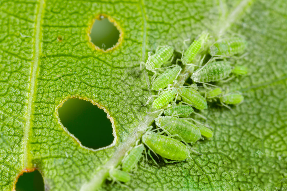 Grüne Blattläuse auf einem grünen Blatt mit Löchern und sichtbaren Blattadern