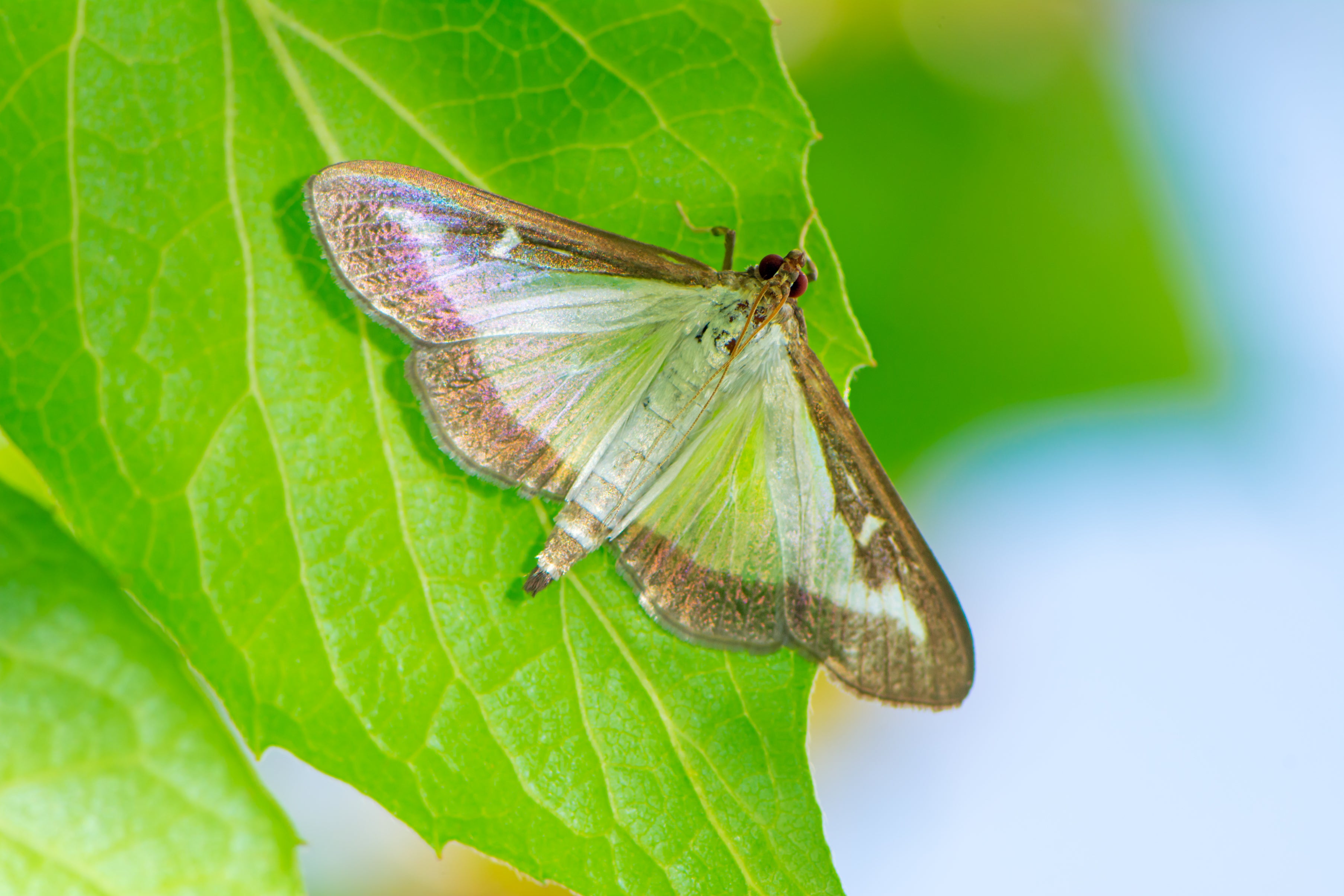 Schmetterling mit durchscheinenden Flügeln und braunen Rändern sitzt auf grünem Blatt