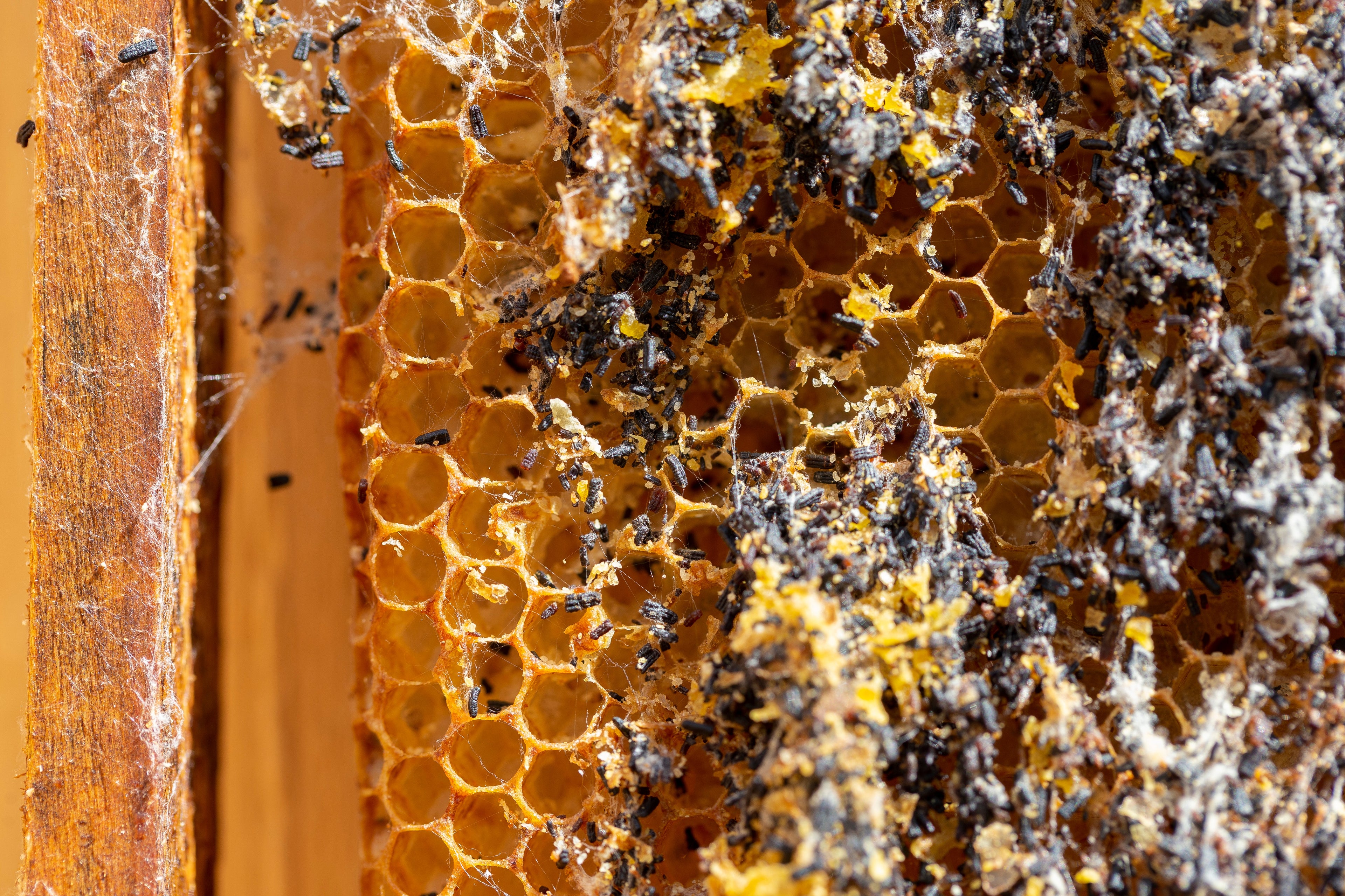 Nahaufnahme eines Bienenstocks mit Waben, teilweise mit Bienen und dunklen Ablagerungen bedeckt