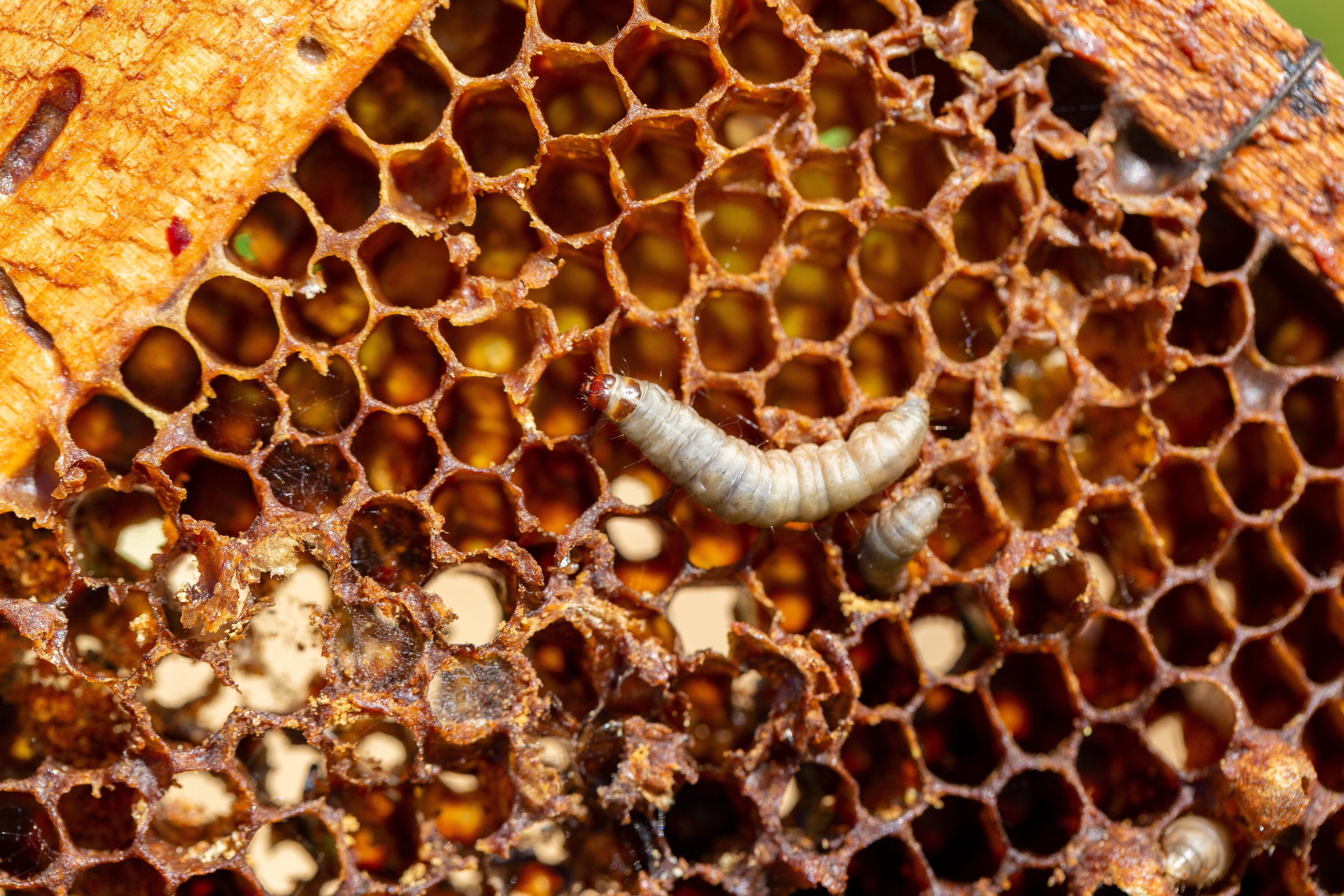 Bienenwaben mit zwei weißen Larven, die sich in den Zellen bewegen
