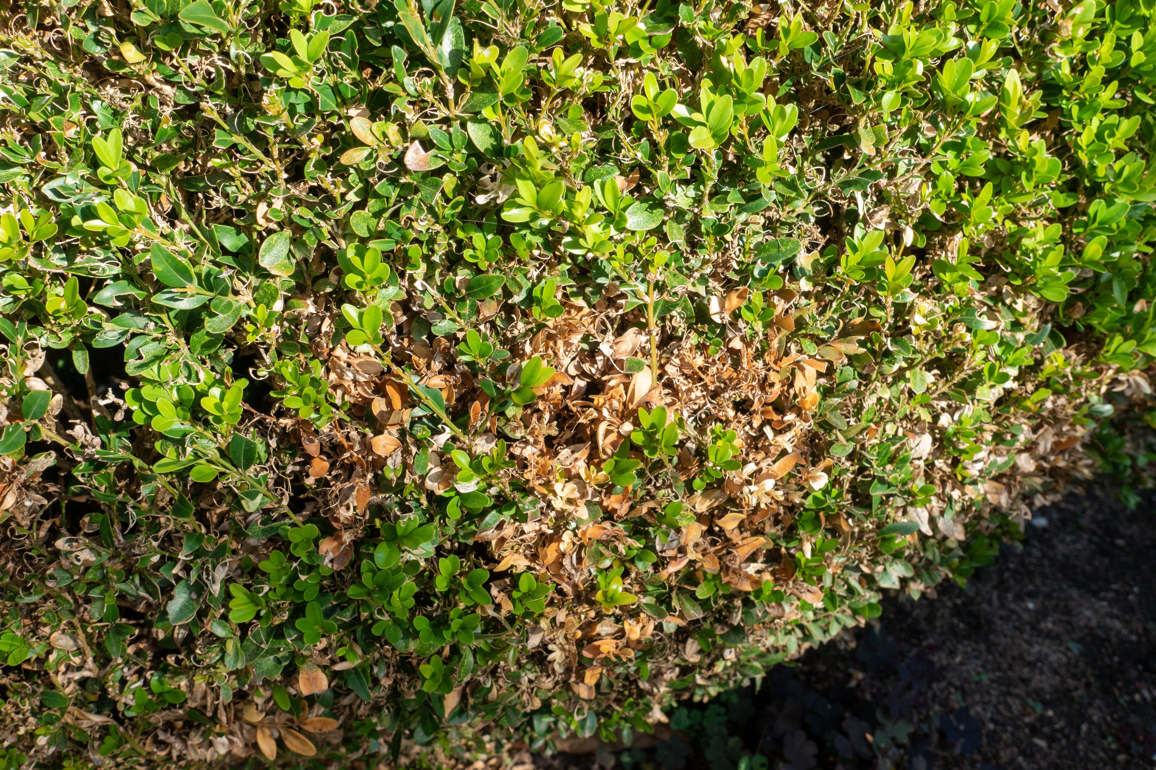 Hecke mit grünen und braunen Blättern, einige Blätter sind vertrocknet
