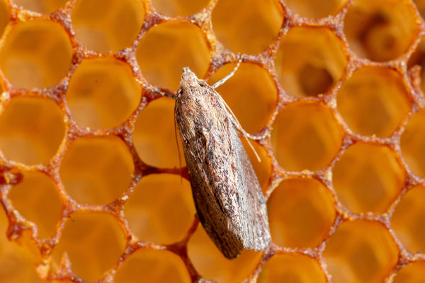 Nahaufnahme einer Wachsmotte auf einer Wabe eines Bienenstocks